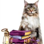 Spellbound Bookshop Mystery Cozy English Kindle Book Series-0